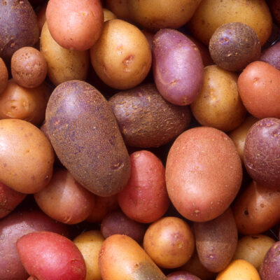 Russet Baking Potatoes