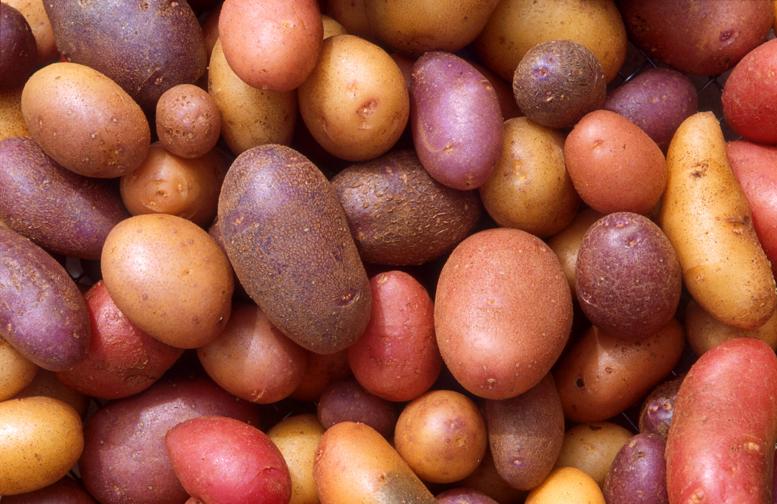 Russet Baking Potatoes